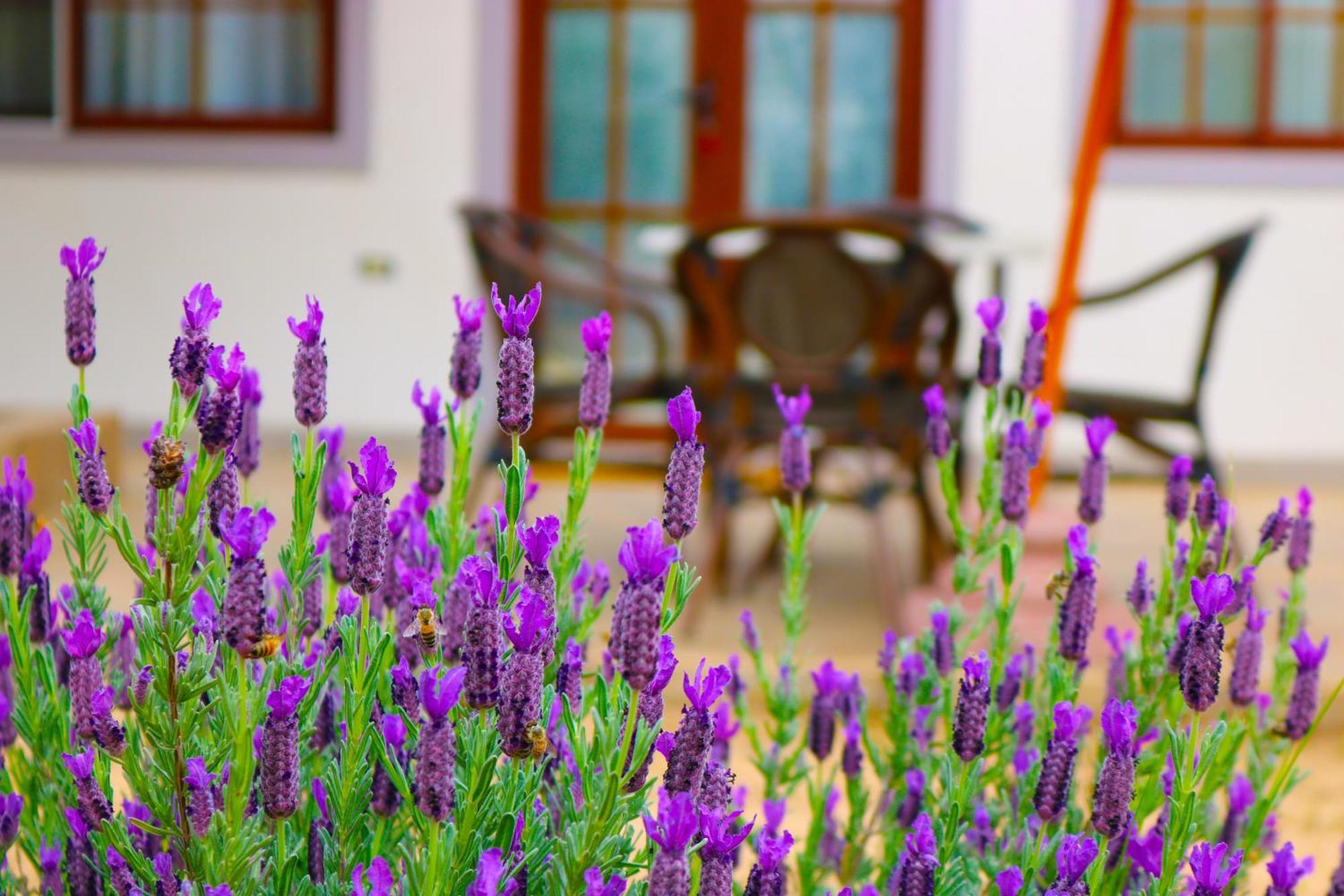 סנטה קרוז Hotel Boutique Solaz Bella Vista De Colchagua מראה חיצוני תמונה